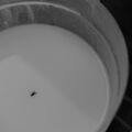 Thumbnail for version as of 12:01, 30 July 2025